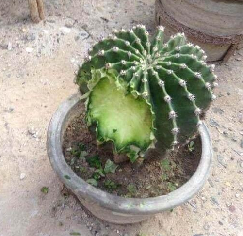 怼天怼地的哈士奇,今日怼到这个东西,迫不得已招架不住 怼天怼地的哈士奇,今日怼到这个东西,迫不得已招架不住