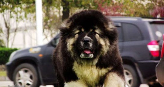 高加索犬乱叫怎么办？不清楚的赶紧看看！