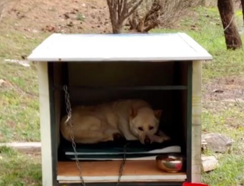 看门犬尽职尽责却不被重视，后来失踪9天独自找回家，赢得了尊重