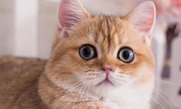 家中有猫的朋友快看过来!防治猫弓形虫病的方法学习一下! 家中有猫的朋友快看过来!防治猫弓形虫病的方法学习一下!