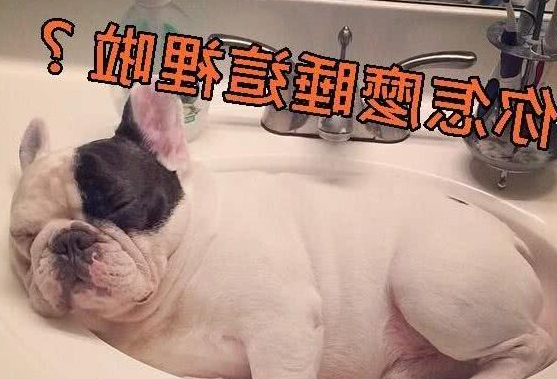狗床白买了！这只汪星人老爱挤在这地方睡觉，让主人啼笑皆非