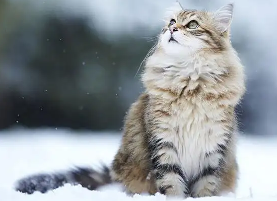 西伯利亚猫掉毛怎么办?要去医院治疗吗? 西伯利亚猫掉毛怎么办?要去医院治疗吗?
