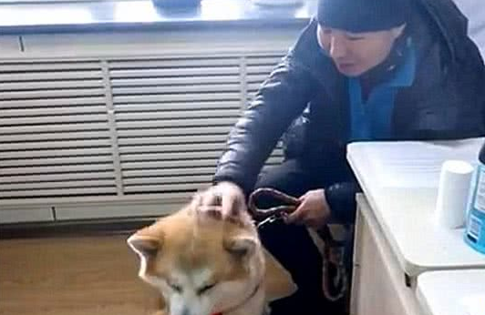 秋田犬走失很多天多亏警察细心照料？主人认领时告知，原为追求异性