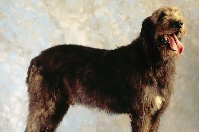 爱尔兰猎狼犬呕吐怎么办?不清楚的赶紧看看! 爱尔兰猎狼犬呕吐怎么办?不清楚的赶紧看看!