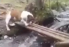 狗狗担心过竹桥,闭上眼回来太搞笑,主人高兴得合不笼嘴! 狗狗担心过竹桥,闭上眼回来太搞笑,主人高兴得合不笼嘴!