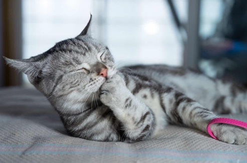 美国短尾猫喜欢上床怎么办？不清楚的赶紧看看！