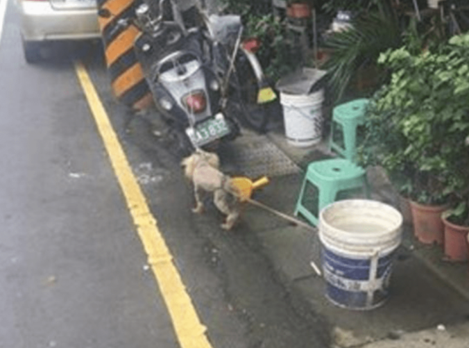 狗狗全身上下沾染不干净的东西,却不愿意冲澡,主人无可奈何下作出这件事情来! 狗狗全身上下沾染不干净的东西,却不愿意冲澡,主人无可奈何下作出这件事情来!