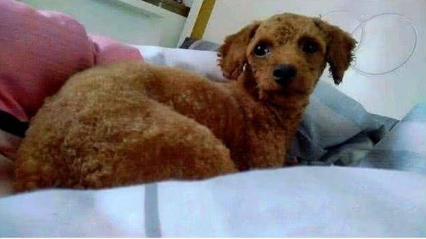 泰迪给小朋友们喂母乳，却一直把干瘦的一只扔出，获知缘故打动了