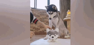 哈士奇犯错误，主人家杀鸡儆猴暴揍玩具，二哈下面的行为会亮……