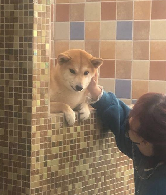 柴犬在冲澡以前,主人还去给它做观念提前准备,狗:趁机讹一下主人 柴犬在冲澡以前,主人还去给它做观念提前准备,狗:趁机讹一下主人