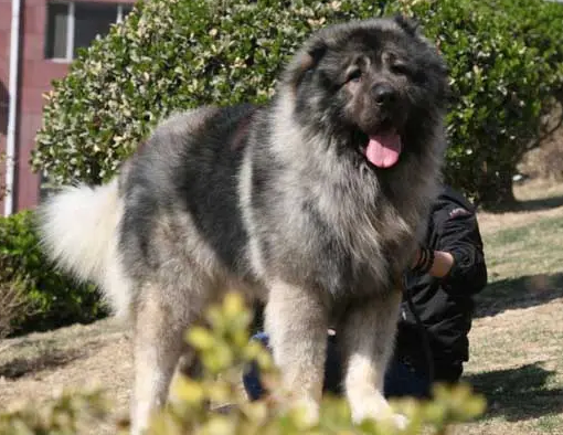高加索犬毛发怎么打理?不清楚的赶紧看看! 高加索犬毛发怎么打理?不清楚的赶紧看看!