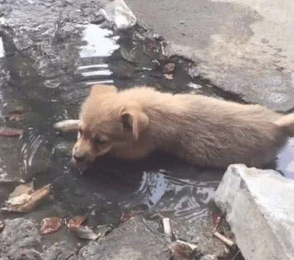 主人粗心大意忘掉锁车,狗狗被狗贩盗走,主人找到时后悔莫及到痛哭