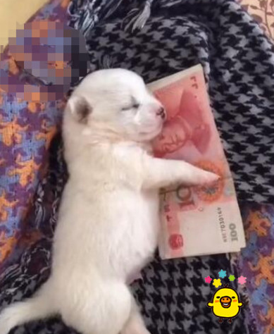 小奶狗晚上睡觉竟怀着这东西,猫奴笑说话,与生俱来的“守财奴”啊! 小奶狗晚上睡觉竟怀着这东西,猫奴笑说话,与生俱来的“守财奴”啊!
