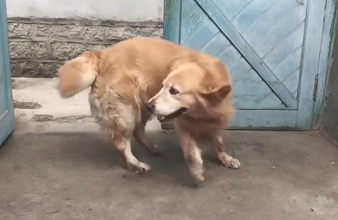 主人对金毛讲过一句话,金毛听后的一连串反映,主人看后惊叹 主人对金毛讲过一句话,金毛听后的一连串反映,主人看后惊叹