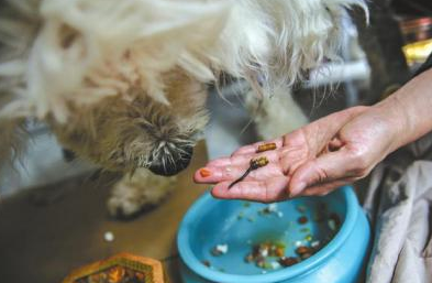 成都一爱犬重病夫妻俩在动物医院打地铺陪护 成都一爱犬重病夫妻俩在动物医院打地铺陪护