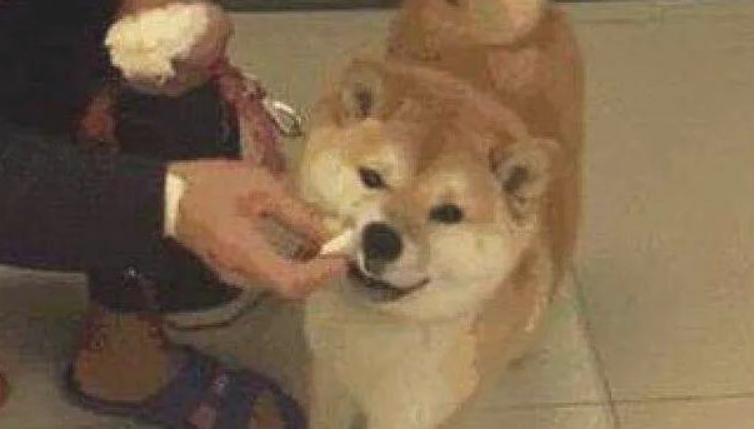 老爷爷拿馒头喂柴犬,柴犬看过一脸的看不上,滑稽表情笑翻网民 老爷爷拿馒头喂柴犬,柴犬看过一脸的看不上,滑稽表情笑翻网民
