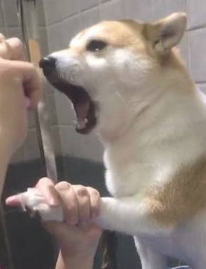 主人想给柴犬剪指甲,它竟龇牙咧嘴吓唬人 主人想给柴犬剪指甲,它竟龇牙咧嘴吓唬人
