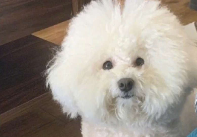 狗狗寄养宠物在宠物店一周后,乳白色的毛变成了深灰色,它是去煤碳厂了没有 狗狗寄养宠物在宠物店一周后,乳白色的毛变成了深灰色,它是去煤碳厂了没有