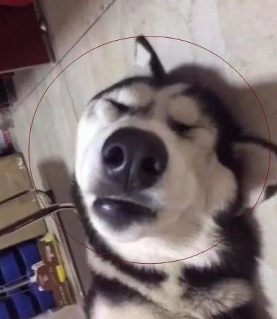 哈士奇陪主人加班加点殊不知温暖但是三秒主人扭头一看超难堪 哈士奇陪主人加班加点殊不知温暖但是三秒主人扭头一看超难堪