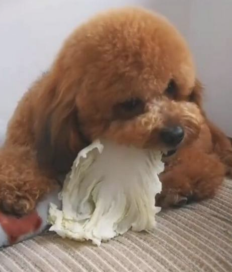 主人把小泰迪培养兔子,每日只吃白菜,网友:真替主人省钱!