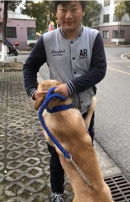 见到铲屎官出门回归,金毛迎向前卖务求宠,界面温暖令人打动 见到铲屎官出门回归,金毛迎向前卖务求宠,界面温暖令人打动