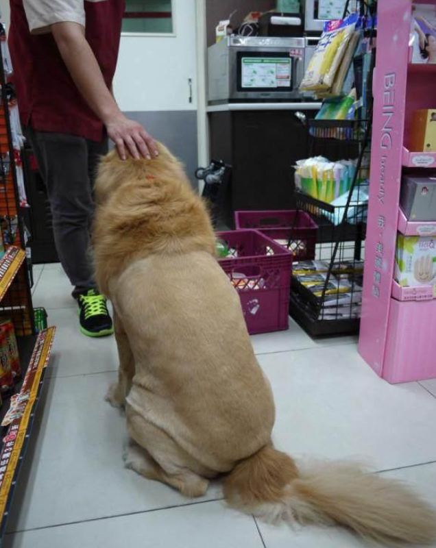 夜里回家经过连锁便利店，却被一只金毛打劫