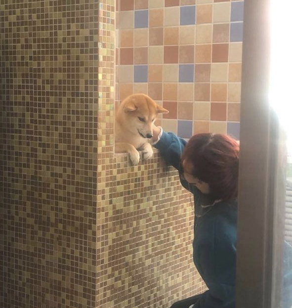 柴犬在冲澡以前,主人还去给它做观念提前准备,狗:趁机讹一下主人 柴犬在冲澡以前,主人还去给它做观念提前准备,狗:趁机讹一下主人