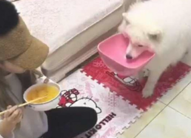 铲屎官满不在乎吃水果罐头，馋猫喵星人竟那样做，网友看过陆续搞笑