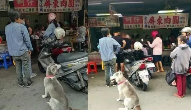 狗狗替主人家排队买肉丸子，路人见到震惊了：想偷回家了