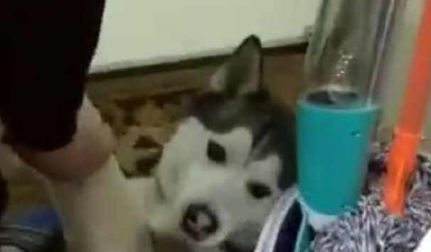 每一次要给家中的哈士奇洗澡时,二哈便会变为这副模样,主人家笑喷 每一次要给家中的哈士奇洗澡时,二哈便会变为这副模样,主人家笑喷