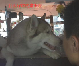 二哈跳上取餐口,拆還是不拆看着你主要表现了,周围小狗子非常淡定从容 二哈跳上取餐口,拆還是不拆看着你主要表现了,周围小狗子非常淡定从容