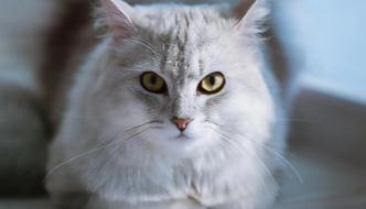 巴西木对猫咪有没有伤害吗