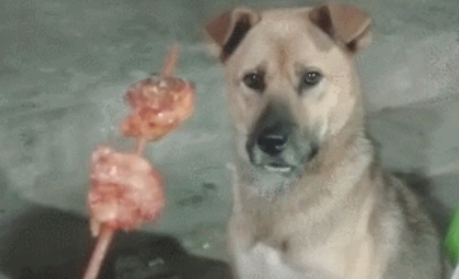 田园犬爱吃火锅串串,妈妈不点头,狗狗只有闻着淌口水! 田园犬爱吃火锅串串,妈妈不点头,狗狗只有闻着淌口水!