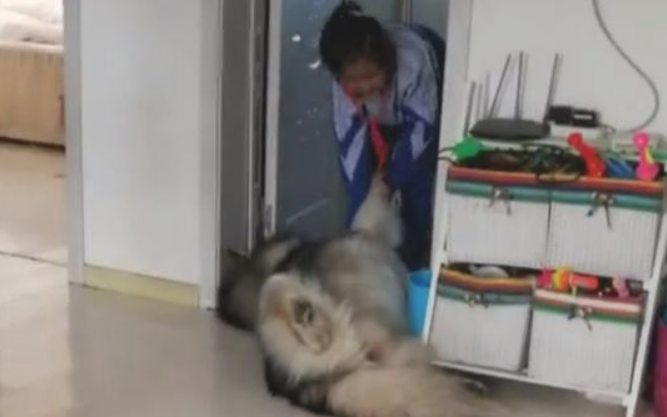 真没见过那么懒的狗狗,被小主人这般托着竟然还醒过来 真没见过那么懒的狗狗,被小主人这般托着竟然还醒过来