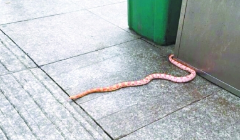 江汉路步行街惊现花蛇吓坏路人