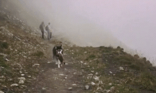 主人带二哈去爬山，半路上狗狗却跑没有了，狗：今日能够用餐了