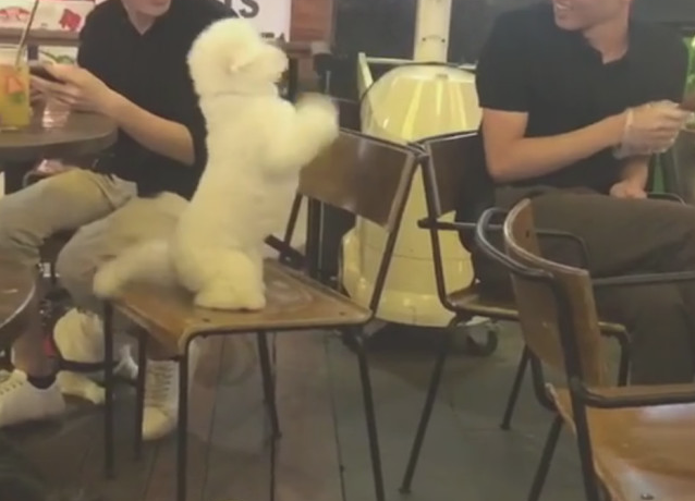 狗狗跟随主人出去用餐,結果见到邻居桌子菜了马上就“背叛”了! 狗狗跟随主人出去用餐,結果见到邻居桌子菜了马上就“背叛”了!