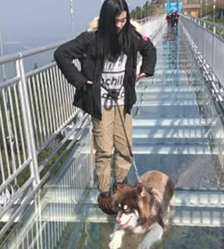 女人去走高空玻璃桥,本想带着狗狗帮助练胆,結果却让她悲痛欲绝 女人去走高空玻璃桥,本想带着狗狗帮助练胆,結果却让她悲痛欲绝