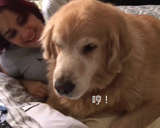 主人家要外出工作,金毛却立即趴到被子上:能否别去上班啊 主人家要外出工作,金毛却立即趴到被子上:能否别去上班啊