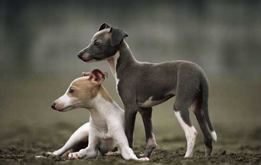 饲养灵缇犬必须知道的防疫与驱虫常识 快来了解一下 宠物网