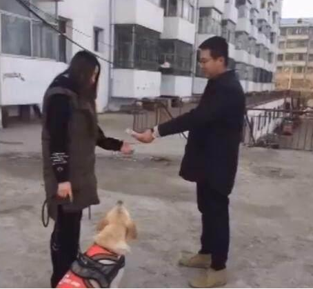 和朋友演戏把金毛卖了，金毛当真，我离开后它的反映太令我打动了