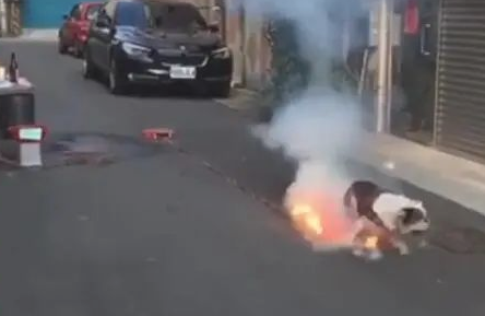 狗狗踩已经点燃的爆竹,狗狗:谁跟我抢跟谁急! 狗狗踩已经点燃的爆竹,狗狗:谁跟我抢跟谁急!
