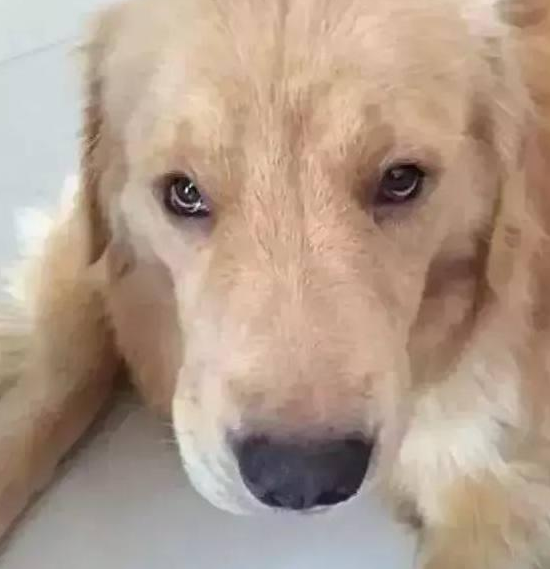 金毛看见自身刚刚出生的小孩忧伤了好长时间,难以相信它是自身亲生父母的! 金毛看见自身刚刚出生的小孩忧伤了好长时间,难以相信它是自身亲生父母的!