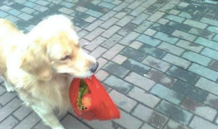 金毛怎么养,金毛犬吃什么食物最好,金毛犬怎么养