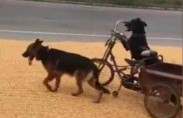 二只狗狗帮助晾晒苞米,主人在一边乐开花