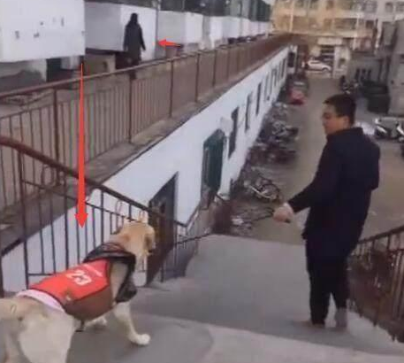 和朋友演戏把金毛卖了，金毛当真，我离开后它的反映太令我打动了