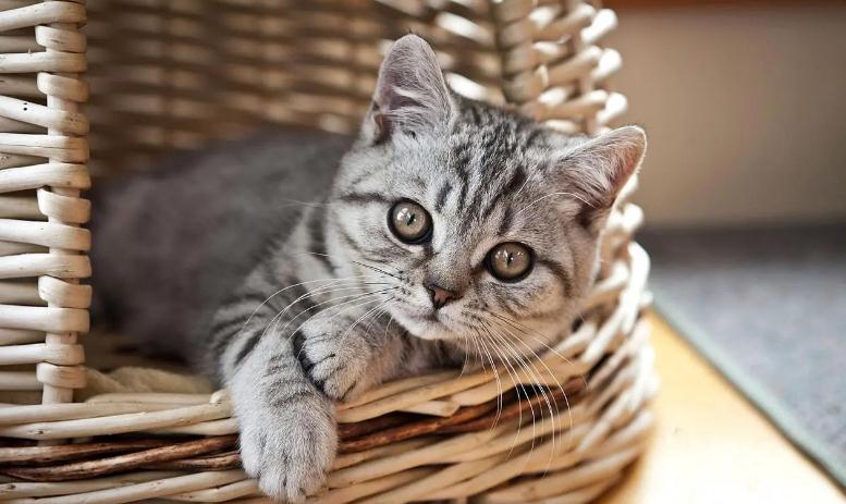 猫咪眼药水可不可以和人用的一样 猫咪眼药水可不可以和人用的一样