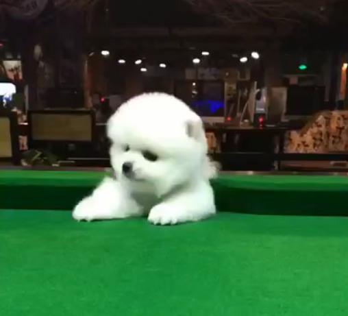 两位男孩意外在洞里发现有一只比特犬 两位男孩意外在洞里发现有一只比特犬