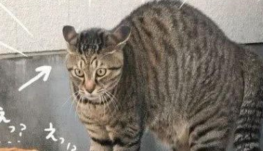 带狗狗出去转悠，竟被一只猫吓得打哆嗦，主人家定睛一看怪可怕的！