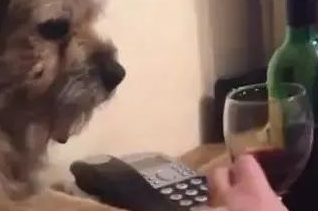 狗狗嗜酒如命，主人一伸手拿酒杯，狗狗耍小心思！